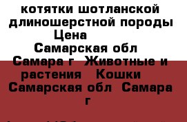 котятки шотланской длиношерстной породы › Цена ­ 3 000 - Самарская обл., Самара г. Животные и растения » Кошки   . Самарская обл.,Самара г.